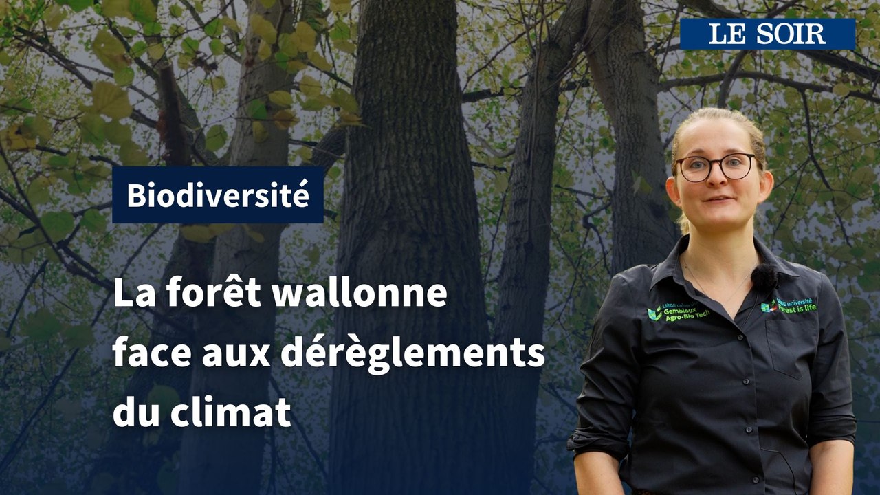 Comment aider la forêt wallonne à résister aux dérèglements climatiques ?