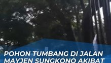 HUJAN DERAS DAN ANGIN KENCANG TERJANG KOTA MALANG! BANYAK POHON TUMBANG