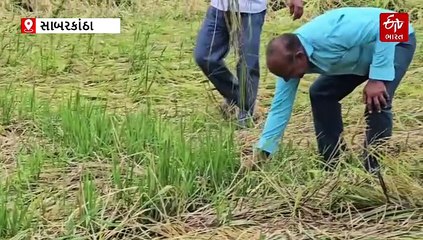 સાબરકાંઠામાં 60 હજાર હેક્ટર પાક બરબાદ, ખેડૂતોની સ્પષ્ટ માંગ 'પારદર્શક સર્વે અને યોગ્ય વળતર'