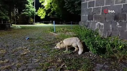 Aç kalan tilkiyi bisküvi ile besledi