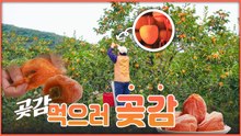 산이 주는 보물, 우리 임산물 숲푸드 – 16편 곶감 / YTN