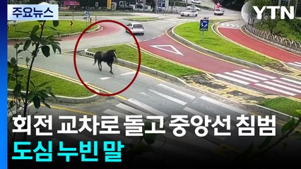 '회전 교차로 돌고 중앙선 침범까지'...도심 누빈 말 / YTN