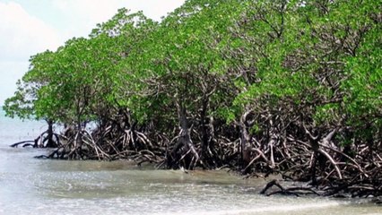 Ruk Sindhi __ Sindh's Mangroves Forests_ A Natural Defense System Against Cyclones