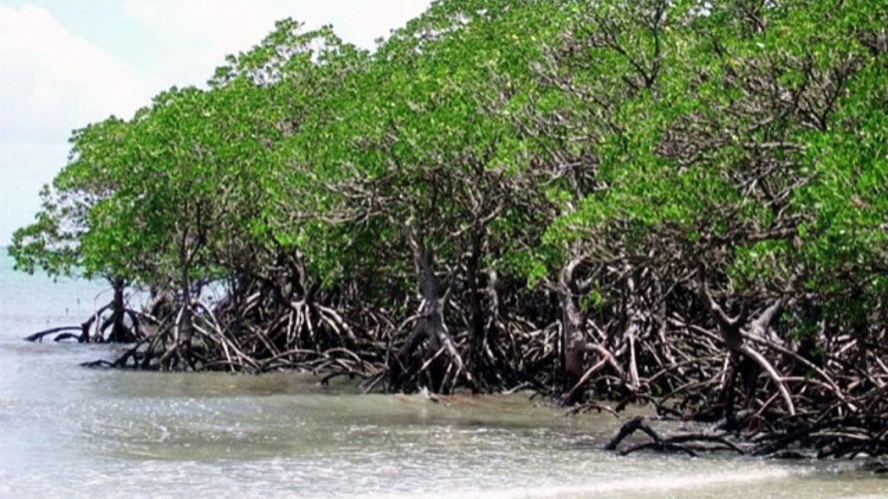 Ruk Sindhi __ Sindh's Mangroves Forests_ A Natu...