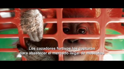 Ellis Park - Tráiler VOSE