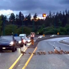 Canadian geese families crossing the road…