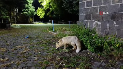 tilkiyi bisküviyle besledi: O anlar kamerada