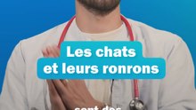 Pourquoi votre chat ronronne ? - Les conseils du véto