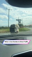 Cow Escapes Tractor & Stops Traffic — Funniest Road Moment Ever! 😂🚗|| Heartsome 💖