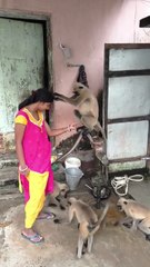 Girl Feeding Langurs with Love | Heartwarming Village Moment