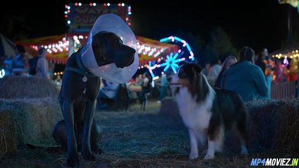 Strays (2023) – Full Movie Hindi Dubbed