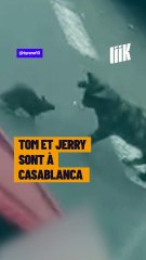 Tom et Jerry, mais version marocaine.
