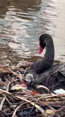 dawlish cygnets 2025