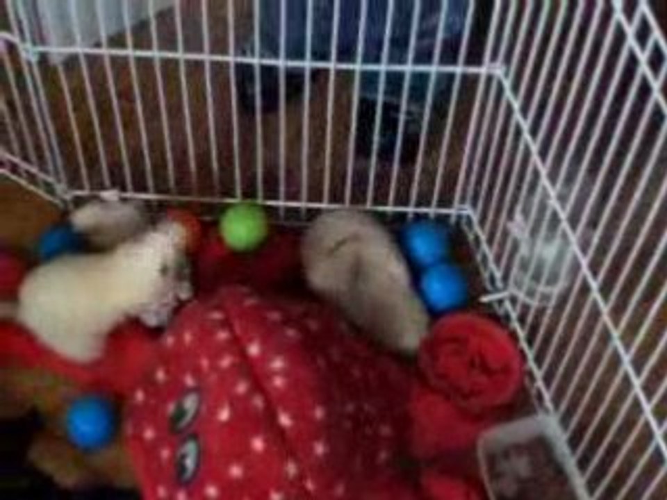 fufus fous 22 mai 2008