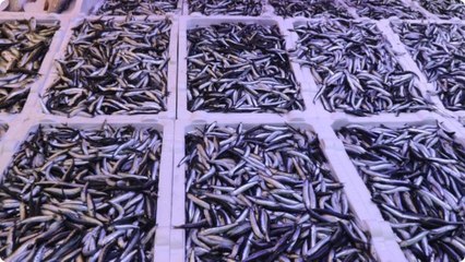 Hamsiye bir haftada %100’den fazla zam geldi: İşte nedeni