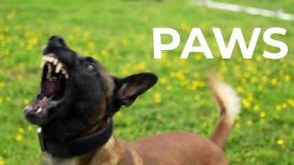 Paws Off Duty calendar is launched to help retired police dogs