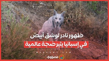 ظهور نادر لوشق أبيض في إسبانيا يثير ضجة عالمية