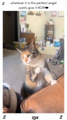 whatever it is this perfect angel wants give it NOW❤