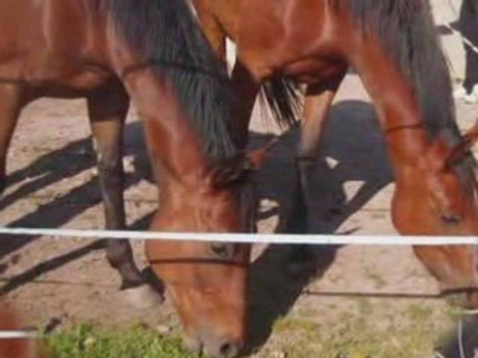 super cheval