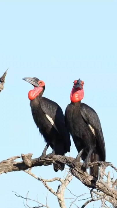 Southern hornbill