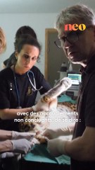 Une première mondiale a eu lieu au zoo de Mulhouse. Une insémination artificielle a été réalisée sur la panthère la plus menacée au monde : la panthère de l’Amour. Retour en images sur cette opération délicate. 🐆