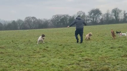 Playtime goes wrong: Gentleman runs with dogs and ends up with a backflip