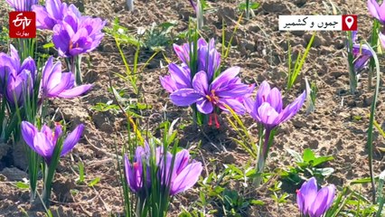 ثقافتی ورثے زعفران کی کاشت حکومت کی ترجیحات میں شامل، مدن گوپال سنگھ