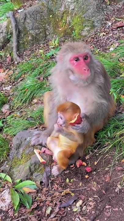 Baby monkey cute animal 79