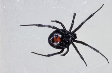 Thousands of spiders could be in home at once