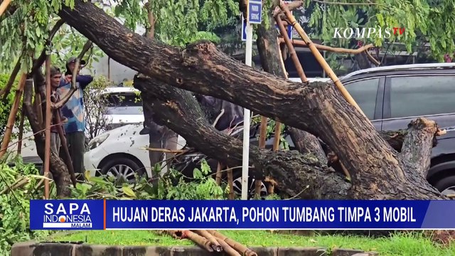 Penampakan Mobil Tertimpa Pohon Tumbang Imbas Hujan Deras di Jakarta hingga Bogor | SAPA MALAM