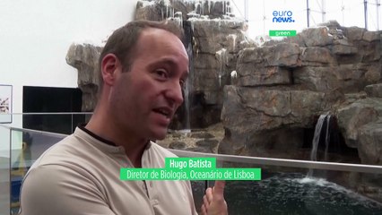 Pinguins-de-magalhães já regressaram ao Oceanário de Lisboa para delícia dos visitantes