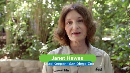 Come See How Zookeepers Treat an Underweight Baby Ring Tailed Lemur