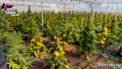 Sardegna, scoperta maxi piantagione di marijuana: sei arresti
