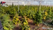 Sardegna, scoperta maxi piantagione di marijuana: sei arresti