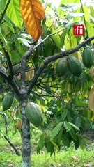 ¿Se puede producir cacao sin destruir el bosque?