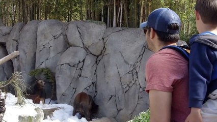 These Grizzly Bears Are Having a Blast in Their Very Own Winter Wonderland