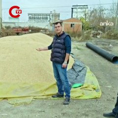 CHP’li Akgüngör’den TMO’ya çeltik alım fiyatı tepkisi “Çiftçimizi desteklersek bu ülke var olur”