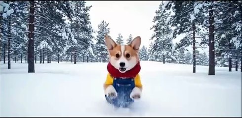 Brave cute Puppy Coco’s Heartfelt Adventure That Touched Millions | A Tale of Love and Courage.