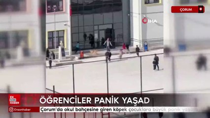 Çorum’da okul bahçesine giren köpek çocuklara büyük panik yaşattı