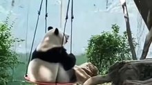 Chinese national treasure - the Giant Panda 26