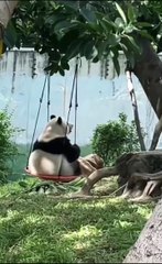 Chinese national treasure - the Giant Panda 26