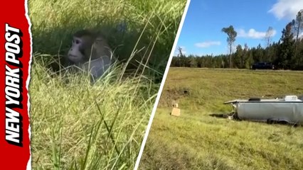 Truck carrying 'aggressive' monkeys overturns on Mississippi highway