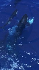 Una manada de orcas tras la caza de jóvenes tiburones blancos