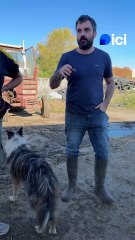 Nos agriculteurs inquiets face à la dermatose nodulaire