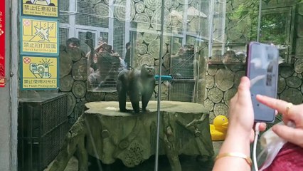 Monkey posing for a photo click