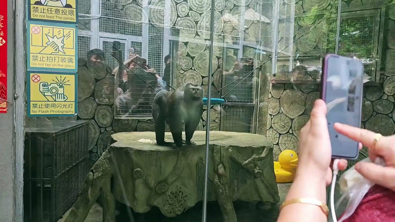 #Monkey posing for a #photo #click #FunnyVideos #Comedy #Funny