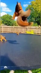 Animals Meet Water for the First Time! (Pool, Shower & Rain Reactions