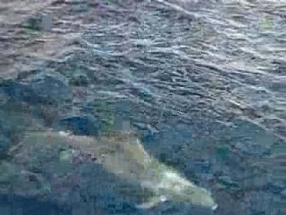 Encore des dauphins