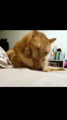 😹 Funny Cat Compilation 2025 – Non Stop Laughter Guaranteed  18