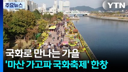 국화로 만나는 가을...'마산 가고파 국화축제' 한창 / YTN